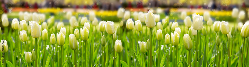 Fototapeta premium Białe tulipany tło.