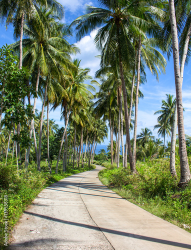 Tropical landscape with road and palm tree. Summer landscape with road through rural land.