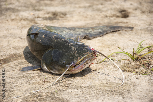 Caught catfish on the sand in summer