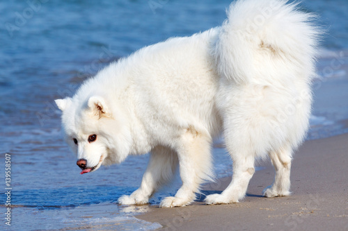 white Samoyed dog walks near the sea