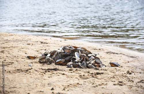 Empty river shells on the sand in the summer