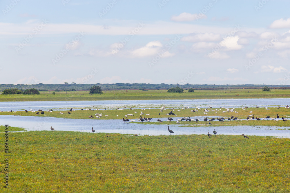 Group of wild birds in Lagoa do Peixe