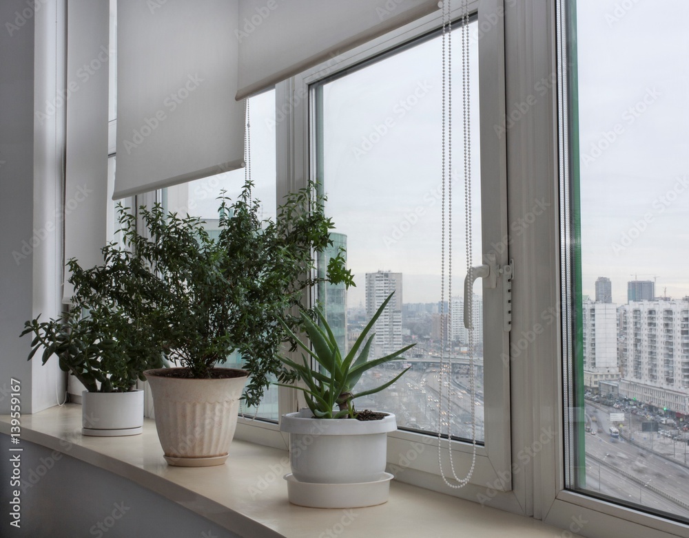 комнатные растения на окне и вид на город