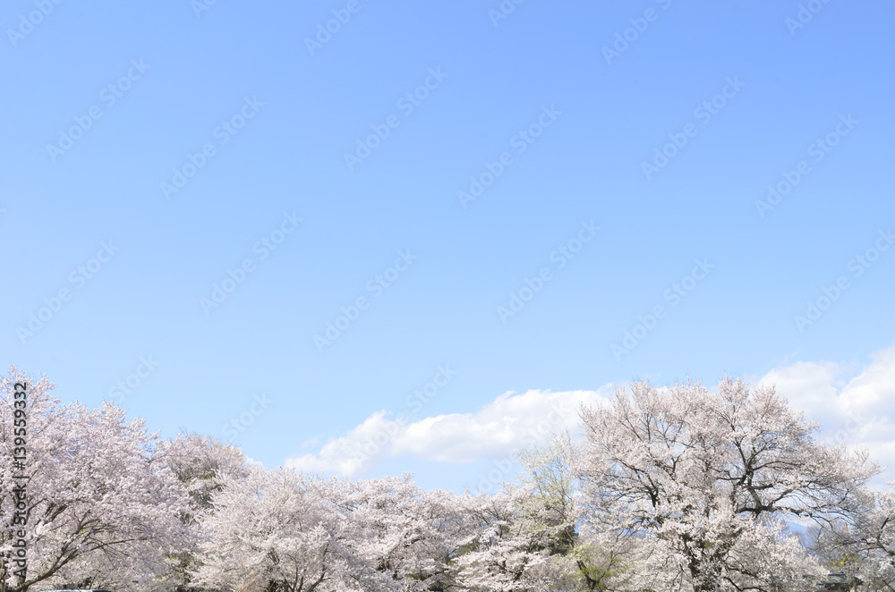 青空と満開のサクラ