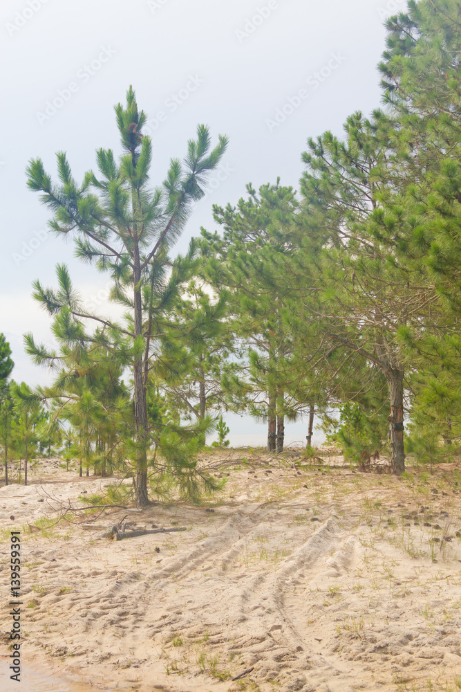 Pinus elliottii forest at Lagoa dos Patos lake Pinus elliottii forest at Lagoa dos Patos lake