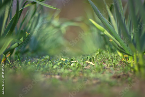 Spring green grass  spice plantation. Garlic is grown in the garden. Blur bokeh background