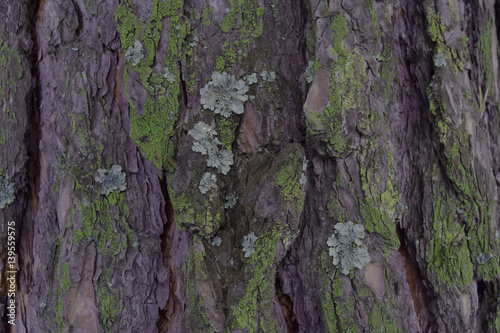 Bark of pine with lichen and moss background texture