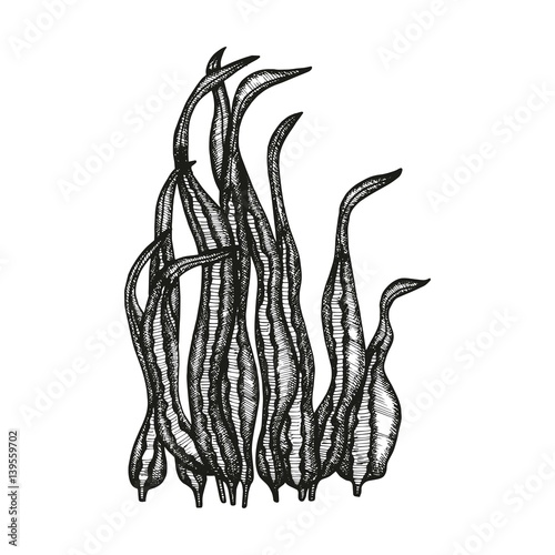 seaweed sketch vector