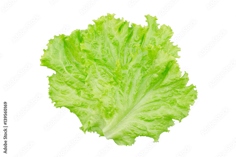 Salad leaf. Lettuce isolated on white background. Salad leaf. Lettuce isolated on white background.