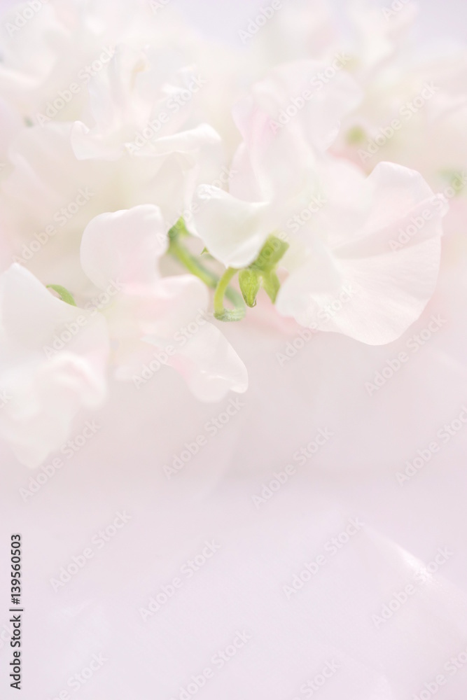 Fototapeta premium スイートピー 白
