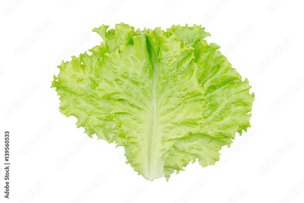 Salad leaf. Lettuce isolated on white background. Salad leaf. Lettuce isolated on white background.