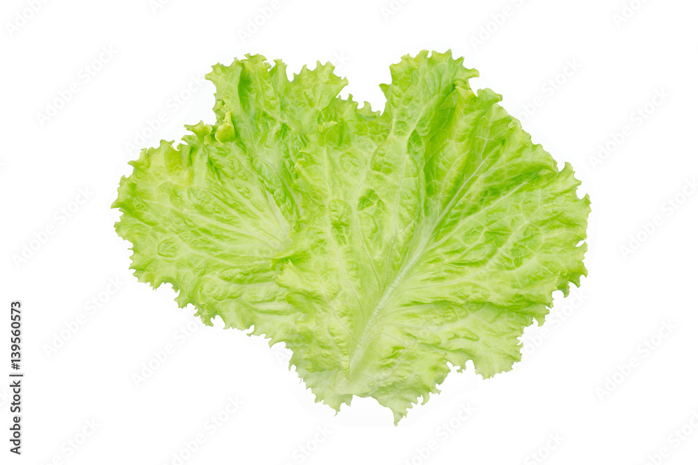 Salad leaf. Lettuce isolated on white background. Salad leaf. Lettuce isolated on white background.