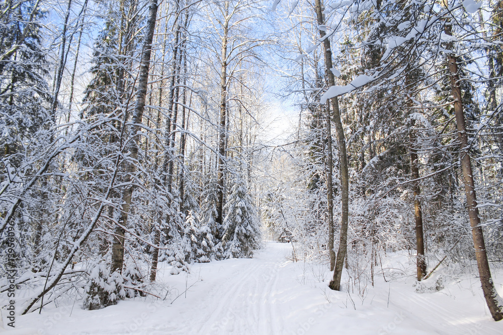 Ski track in winter forest.