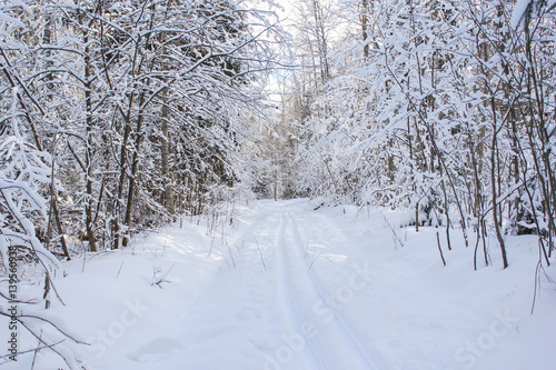 Ski track in winter forest. © German S