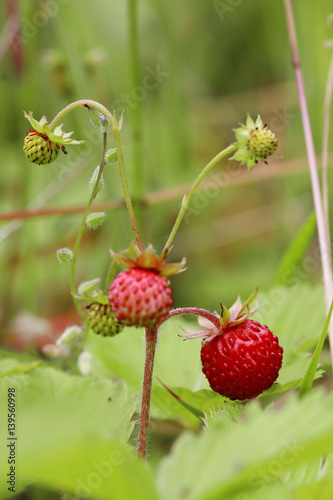 Ripe and ripening wild strawberries in the grass
