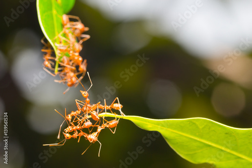 Ant action standing.Ant bridge unity team