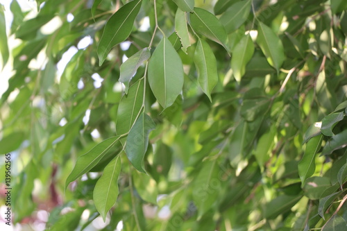 Green leave background