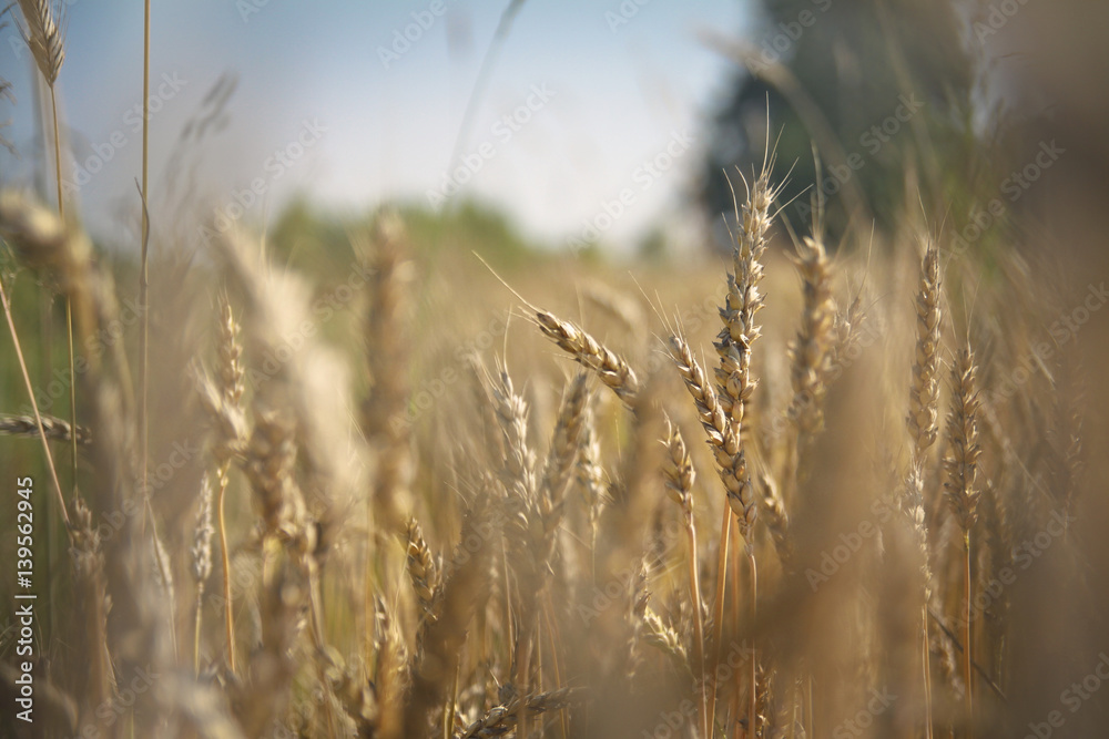 Golden wheat and corn on a meadow at sunrise. Blur bokeh background