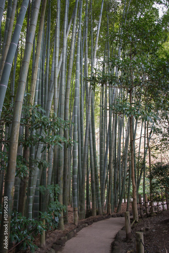 Bamboo forest at Hokokuji temple  Kamakura  Kanagawa  Japan