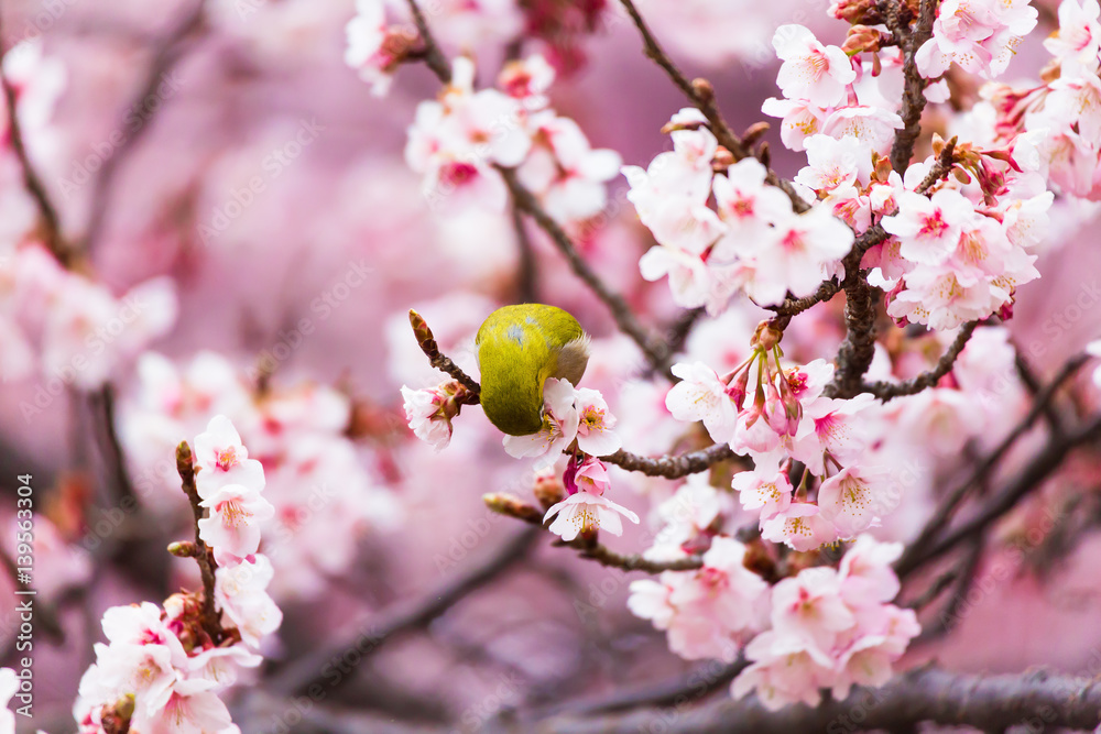 The Japanese White eye.The background is winter cherry blossoms. Located in Tokyo Prefecture Japan. The Japanese White eye.The background is winter cherry blossoms. Located in Tokyo Prefecture Japan.