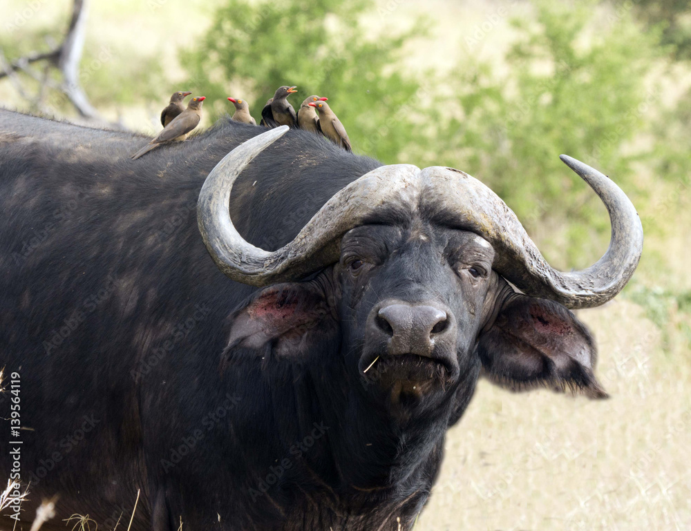 Naklejka premium Buffalo