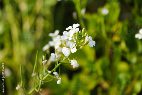 Raphanus sativus flower