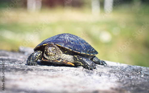 Turtle on green background on the stump. tropical animal forest. Blurred bokeh background