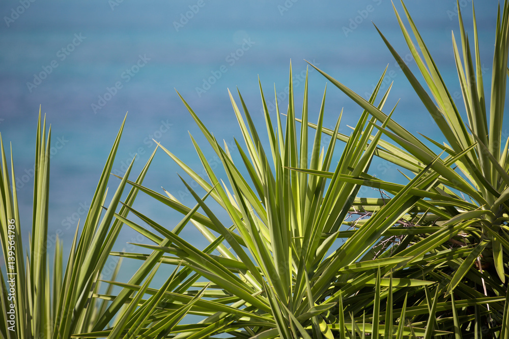 Obraz premium The sea through the vegetation in Antigua