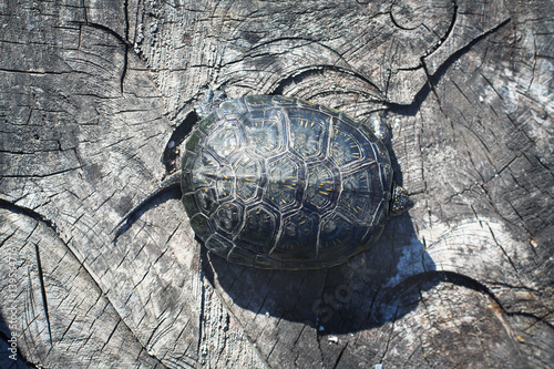 Turtle shell on top of the cracked surface. wood texture on a stump with animal photo