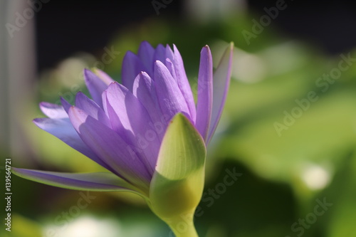 Purple lotus flowers in the pond