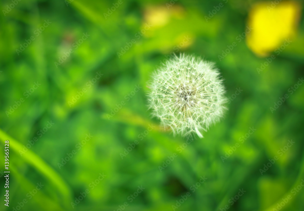 View ripe white dandelion on a green grass. Flower blur bokeh background View ripe white dandelion on a green grass. Flower blur bokeh background