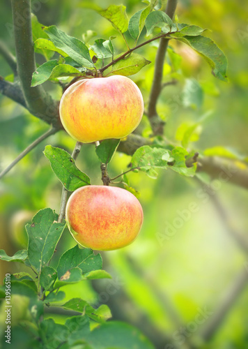 Growing red apple on tree in the sun. Autumn harvest of fruits. Beautiful summer background