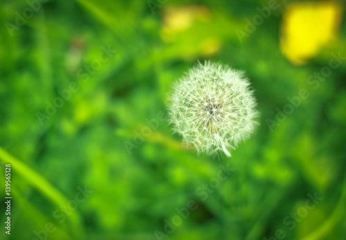 View ripe white dandelion on a green grass. Flower blur bokeh background