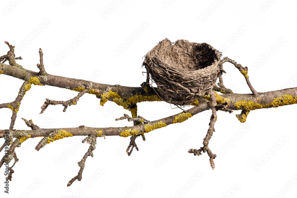 Empty Bird Nest. Abandoned nest on the old tree branch, isolated on white  background. Stock Photo
