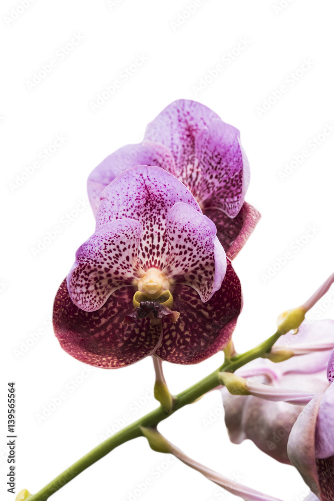 Fototapeta premium Wanda Orchid