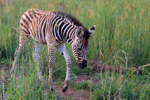 Młoda zebra w parku narodowym Pilanesberg