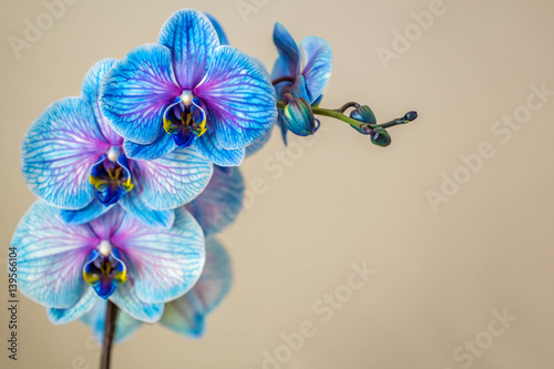 Blue orchid. Brunch of orchid with the blue flowers