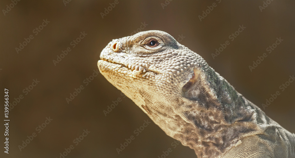 portrait of a bearded agama. portrait of a bearded agama.