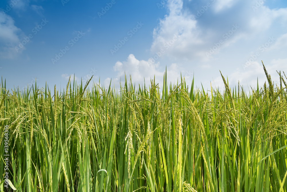 Close up of green paddy rice. Close up of green paddy rice.
