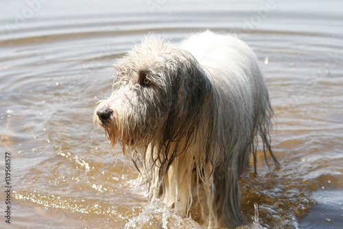 Bearded Collie im Wasser