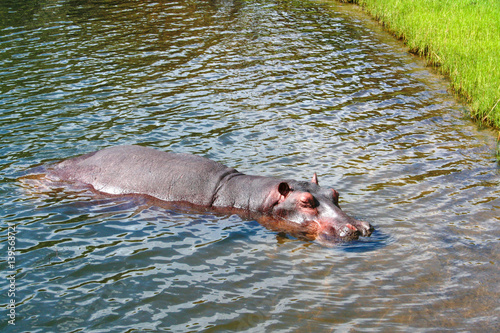 The Big Brown Behemoth (Hippopotamus amphibius) in water, Botswana