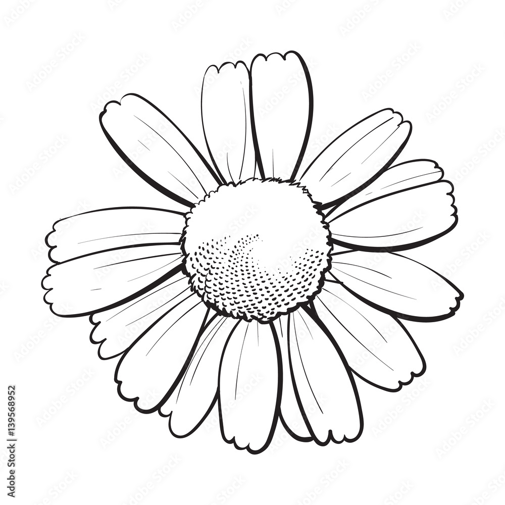Open black and white chamomile blossom, top view, sketch style vector illustration isolated on white background. Realistic top view hand drawing of wild chamomile, field flower