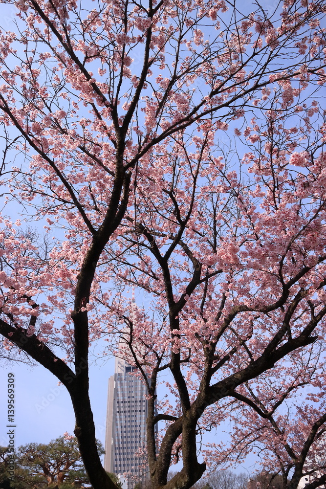 早咲きの桜