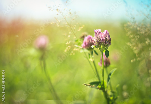 Grass and purple - pink clover in a meadow in the sun. Green floral background