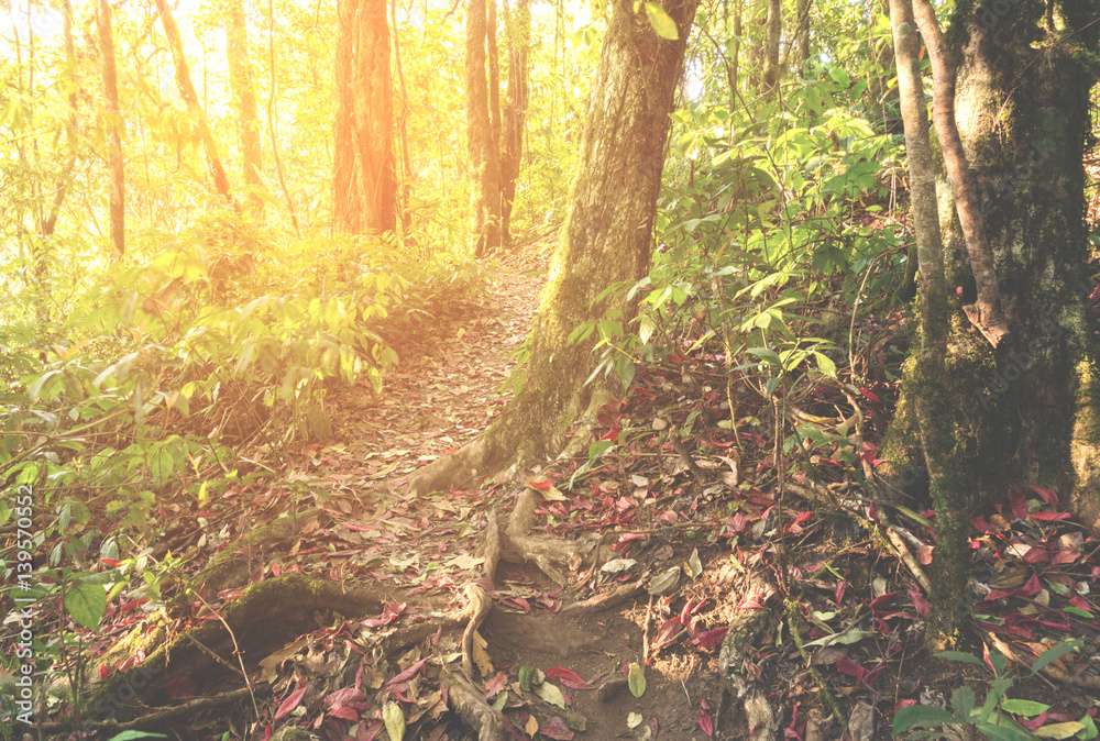 beautiful forest trail in morning beautiful forest trail in morning
