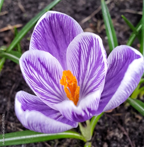 Purple crocus growing from earth outside. photo