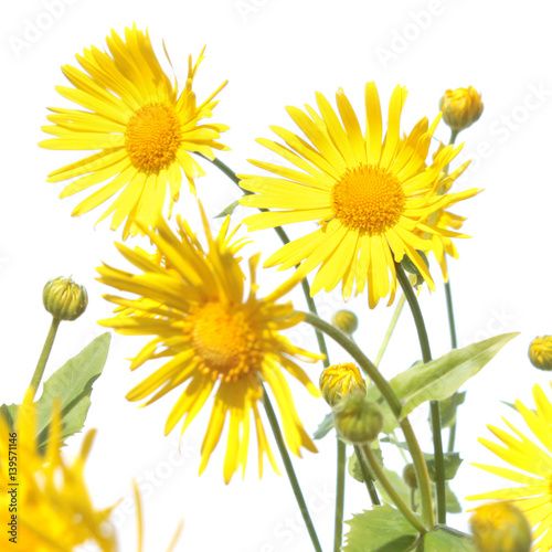 Leopard's banes (Doronicum) yellow flower isolated on white background
