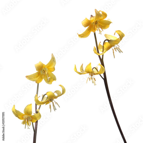 Yellow Tuolumne fawn lily (Еrythronium tuolumnense) flower isolated on white background photo