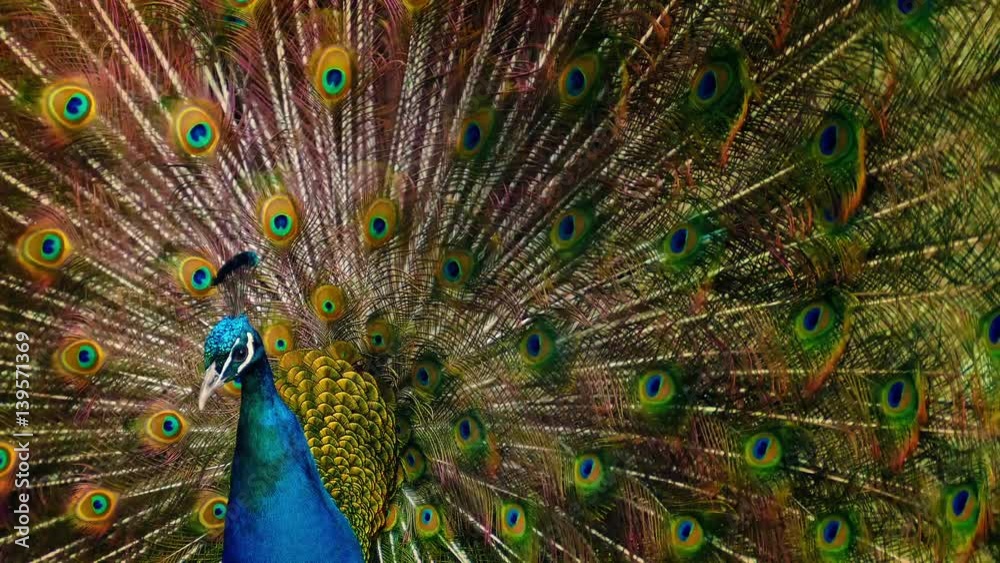 Peacock Shakes Its Feathers