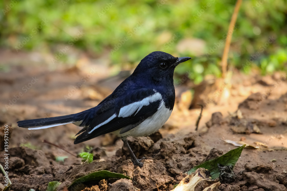 Obraz premium Oriental magpie robin on the ground, Ranthambore National Park, India